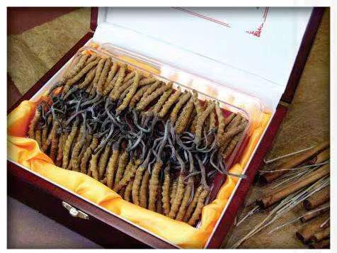 全椒冬虫夏草回收